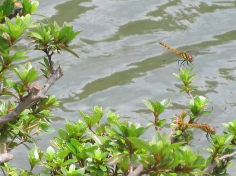 画像に含まれている可能性があるもの:植物、屋外、自然、水