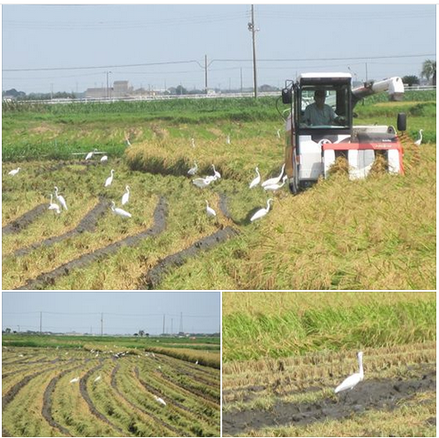 自動生成された代替テキスト: 
第 一 当 ・ 燾 