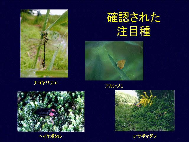 確認された注目種