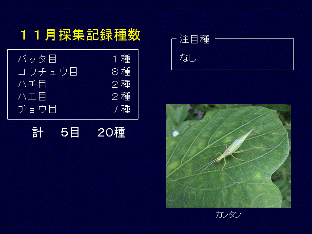 １１月採集記録種数