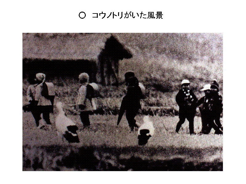 ○　コウノトリがいた風景